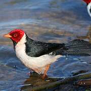 Yellow-billed Cardinal