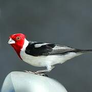 Red-cowled Cardinal