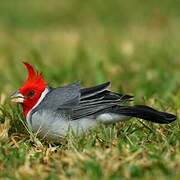 Red-crested Cardinal