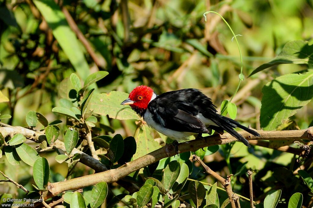 Red-capped Cardinaladult