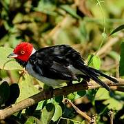 Red-capped Cardinal