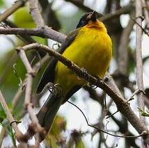 Paruline à cimier jaune