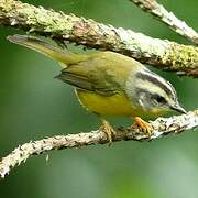 Paruline à couronne dorée