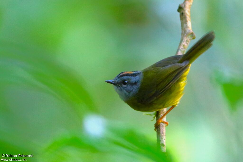 Russet-crowned Warbleradult