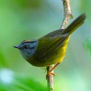 Russet-crowned Warbler