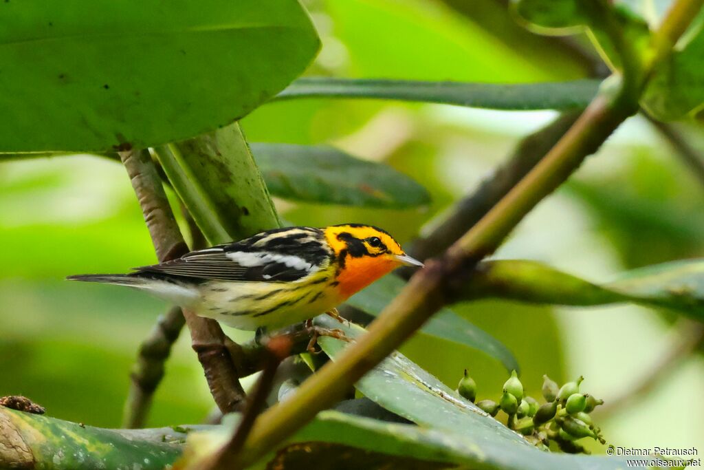 Blackburnian Warbler