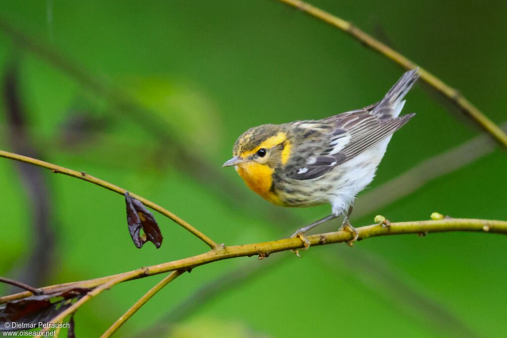Blackburnian Warbler