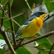 Tropical Parula