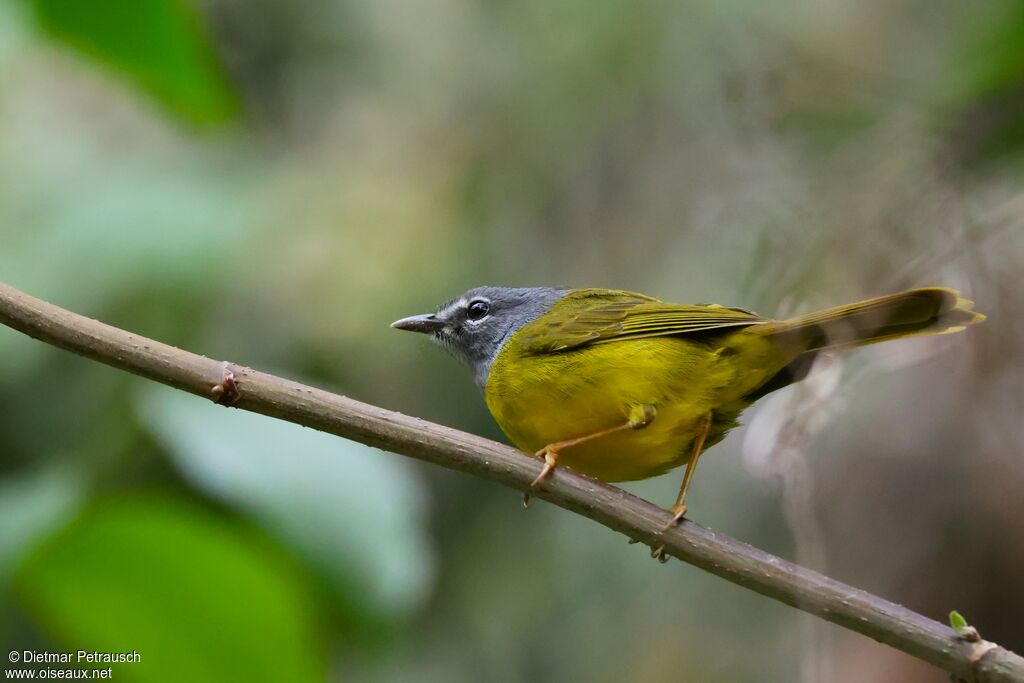 White-lored Warbleradult