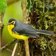 Spectacled Whitestart