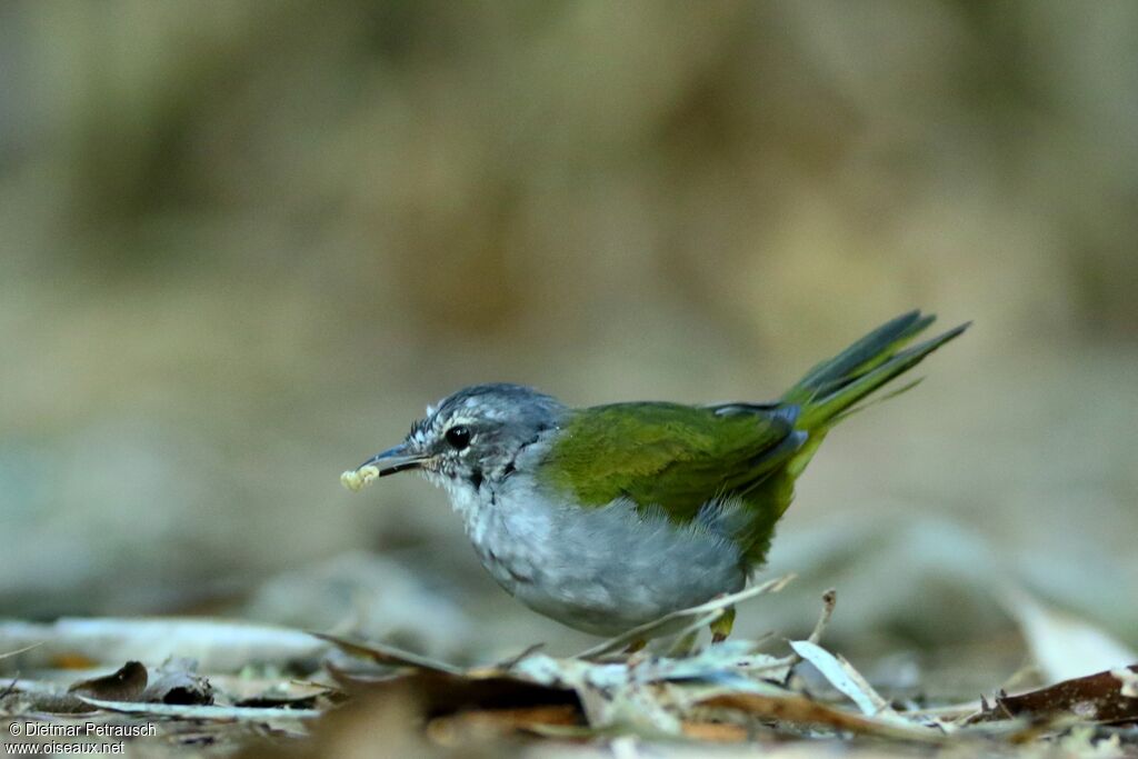 White-rimmed Warbleradult