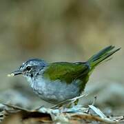 White-rimmed Warbler