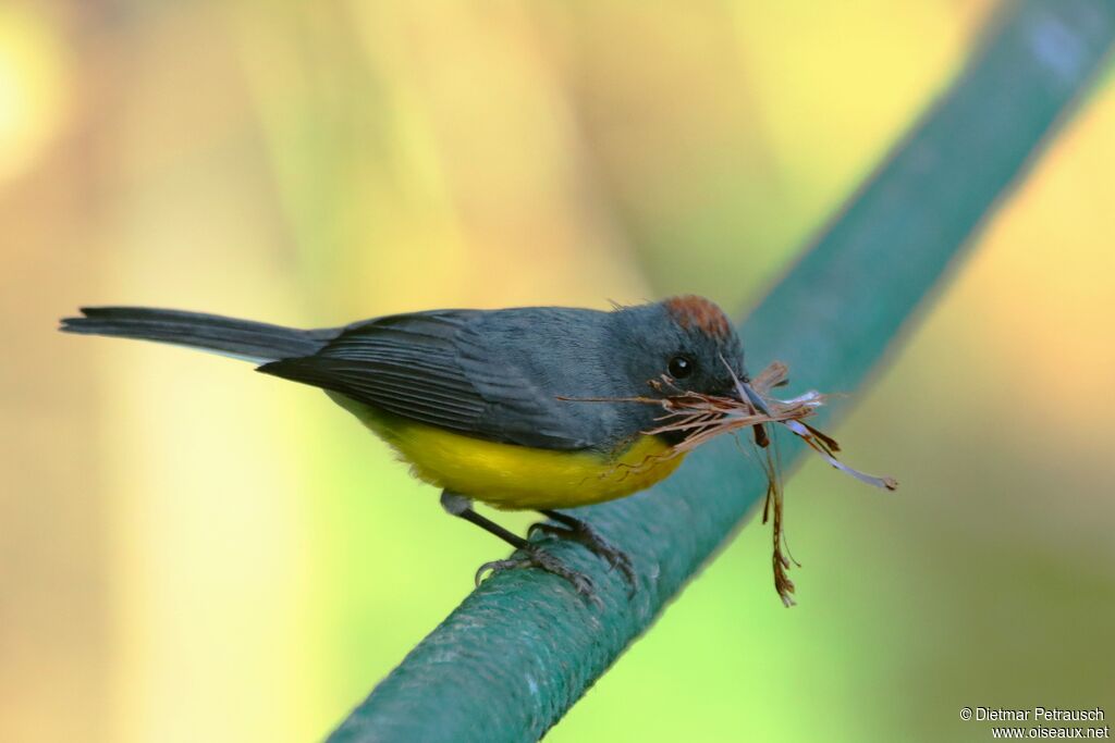 Slate-throated Whitestartadult, Reproduction-nesting