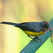 Slate-throated Whitestart