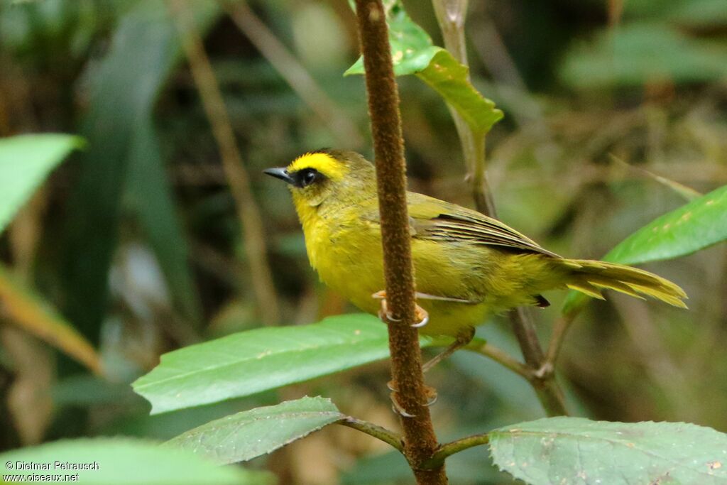 Citrine Warbleradult