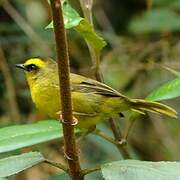 Citrine Warbler