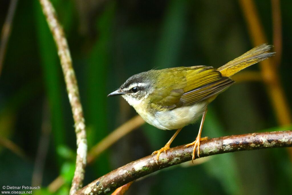 Paruline des rivesadulte