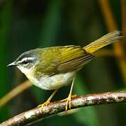 Riverbank Warbler