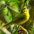 Paruline flavescente