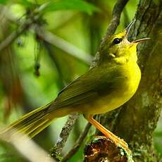 Paruline flavescente