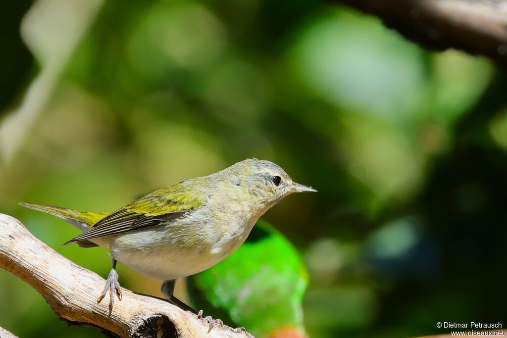 Tennessee Warbleradult