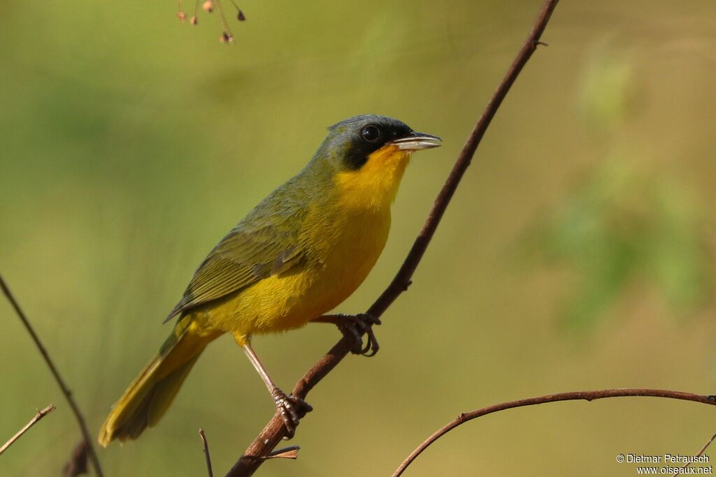 Southern Yellowthroat male adult