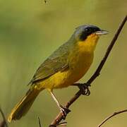 Southern Yellowthroat