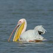 Great White Pelican