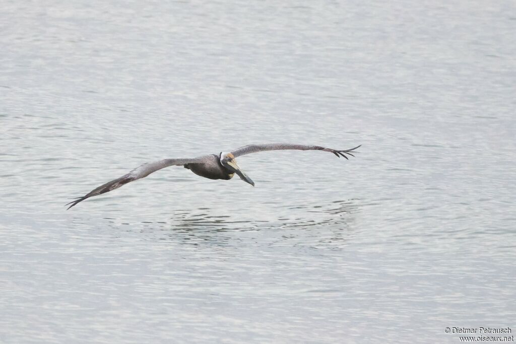 Pélican brun