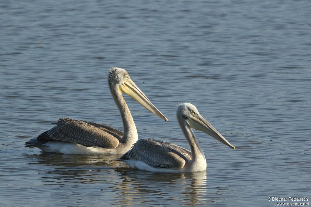 Pink-backed Pelican