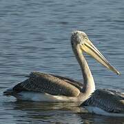 Pink-backed Pelican