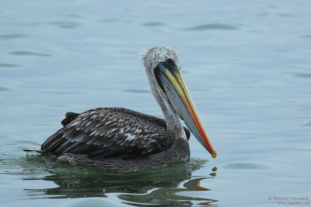 Peruvian Pelicansubadult