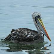 Peruvian Pelican