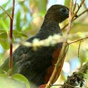 Sickle-winged Guan