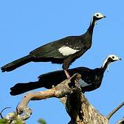 White-throated Piping Guan