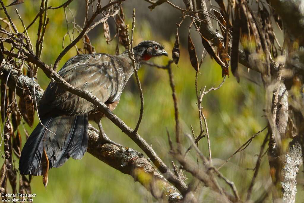 Yungas Guanadult