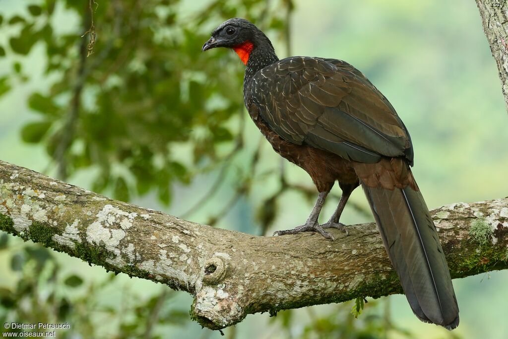 Dusky-legged Guanadult