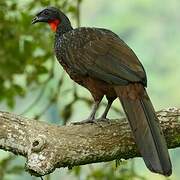 Dusky-legged Guan