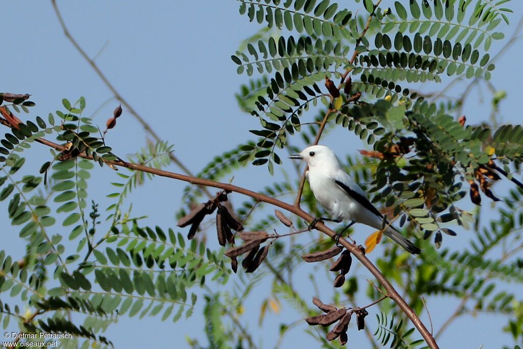 White Monjitaadult