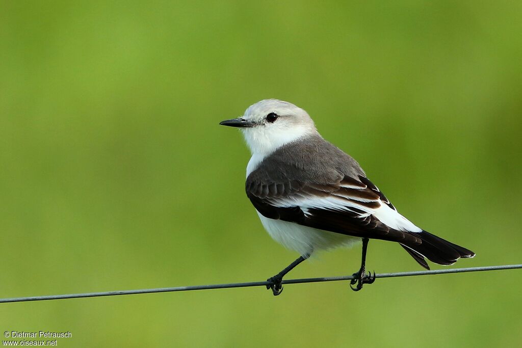 White-rumped Monjitaadult