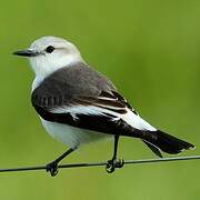 White-rumped Monjita