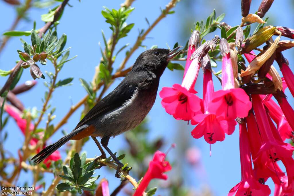 Grey-bellied Flowerpierceradult, identification