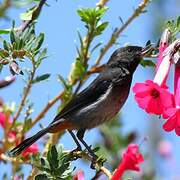 Grey-bellied Flowerpiercer