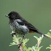 Grey-bellied Flowerpiercer