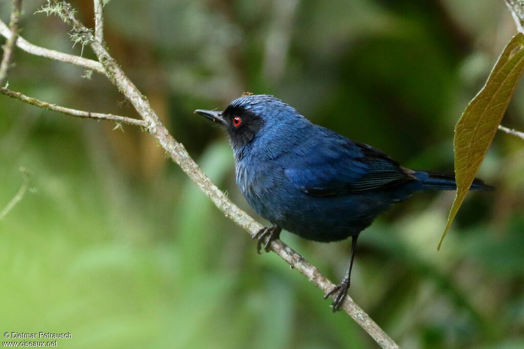 Masked Flowerpierceradult