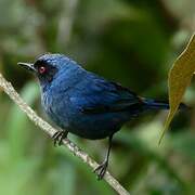 Masked Flowerpiercer