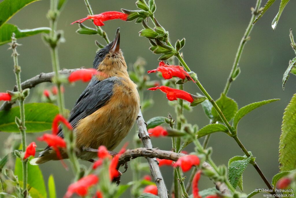 Rusty Flowerpiercer male adult