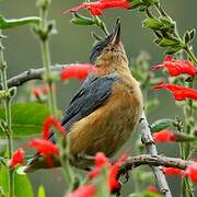 Rusty Flowerpiercer