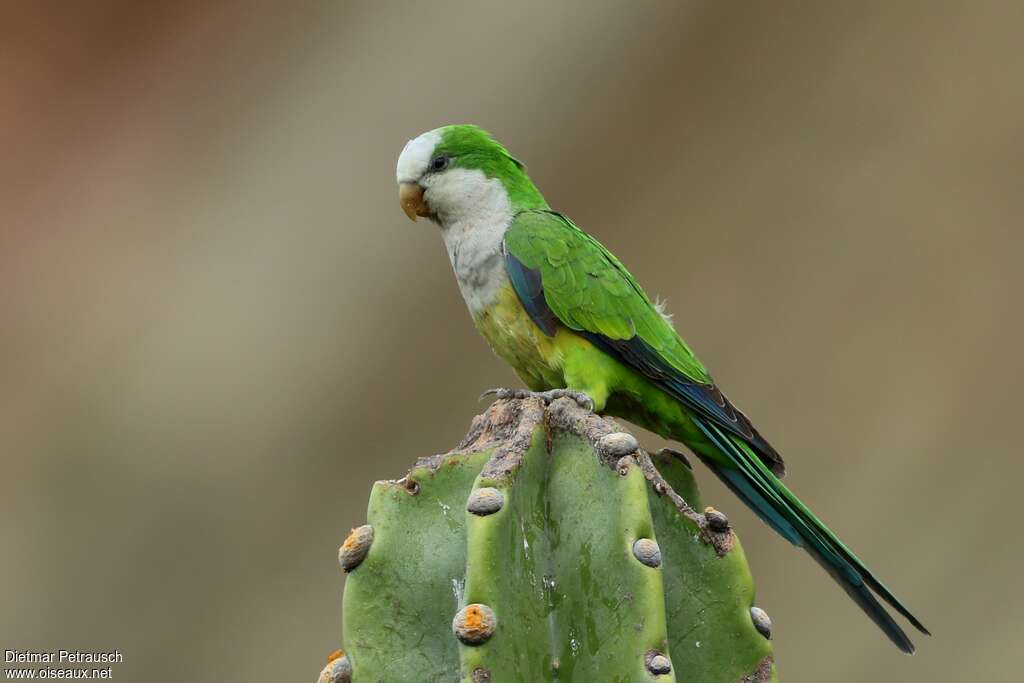 Cliff Parakeetadult