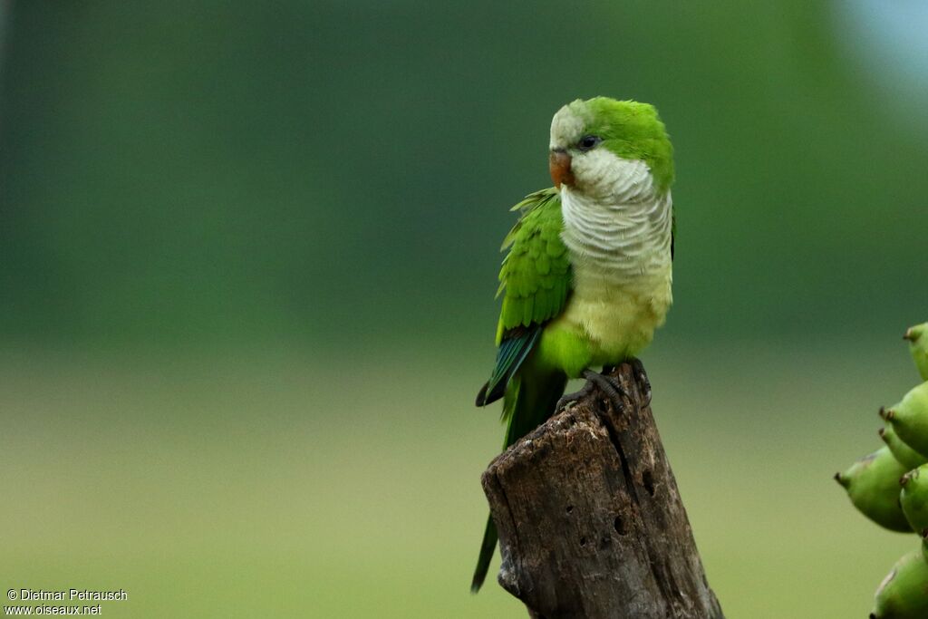 Monk Parakeetadult